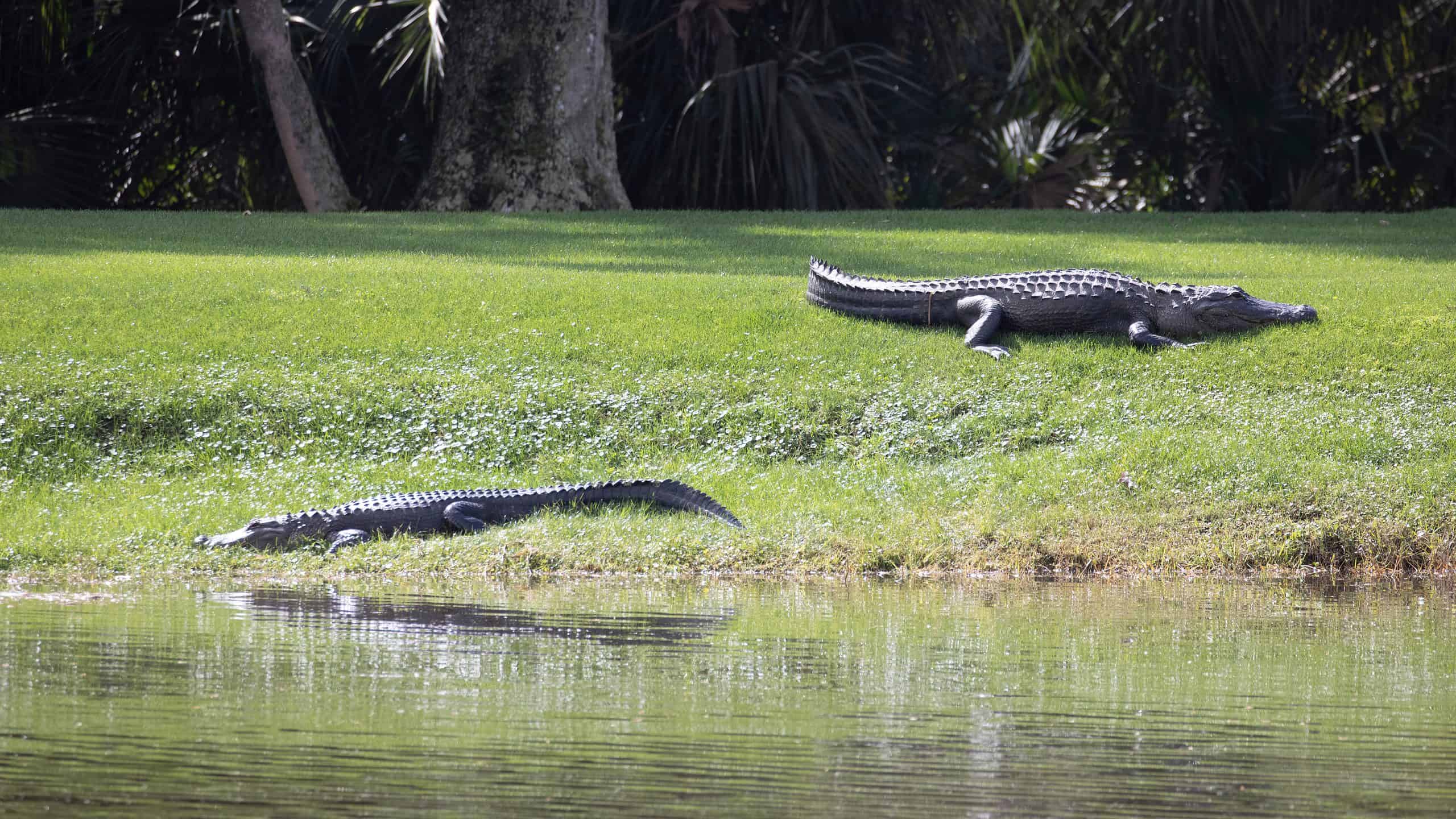 two alligators