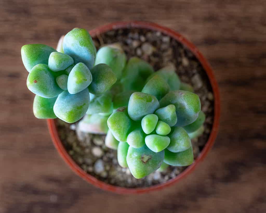 A donkey's tail succulent planted in a well-draining potting mix