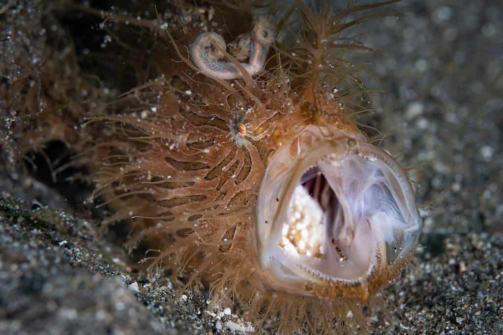 Hairy frogfish inhales its prey