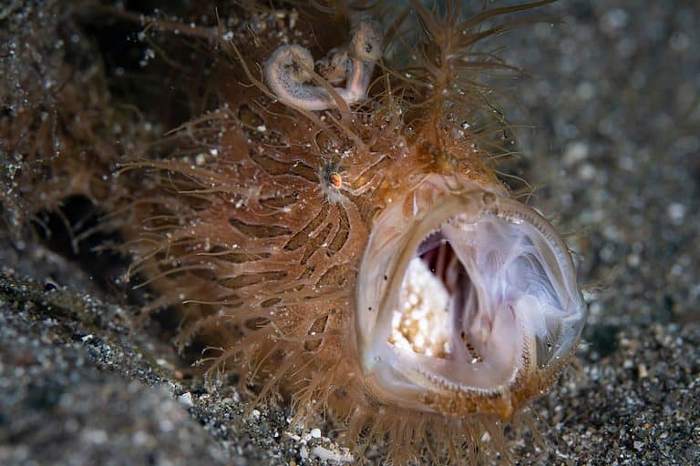 Hairy frogfish showing its large mouth