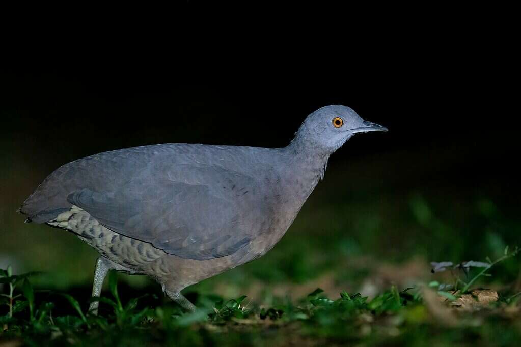 7 Birds That Lay The Largest Eggs