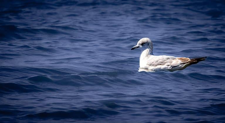 Seagull on Joe Pool Lake