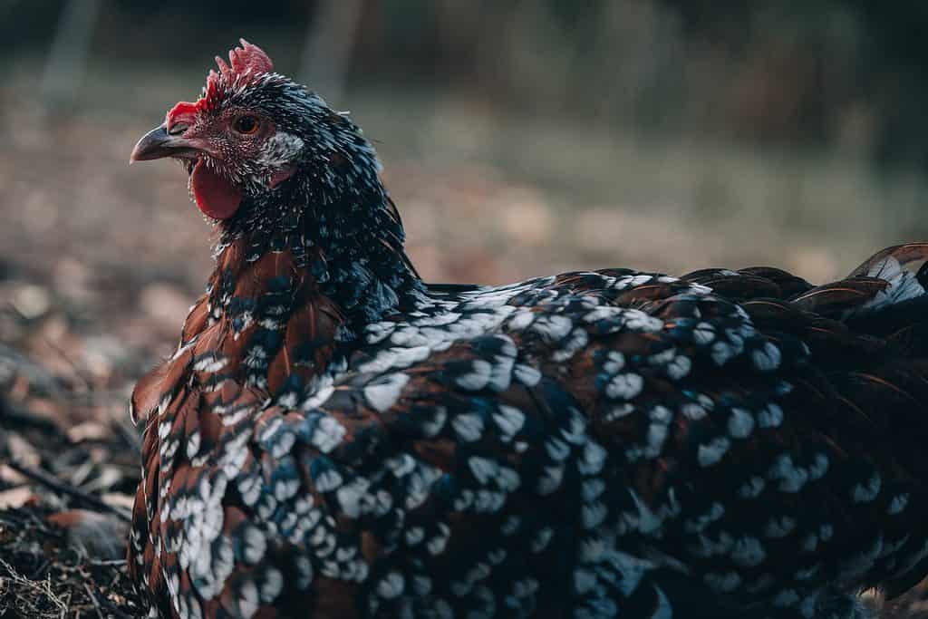 Old Speckled Sussex hen resting on the ground in the background, these chicken breeds are great for cold climates