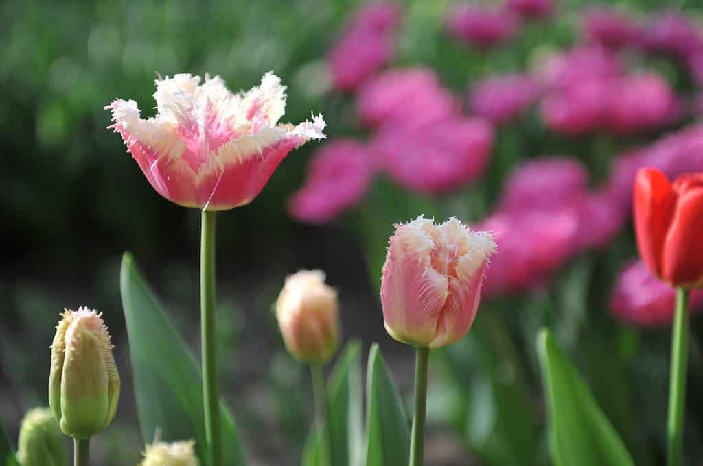 Pink with white fringed Tulipa Hawaii in bloom