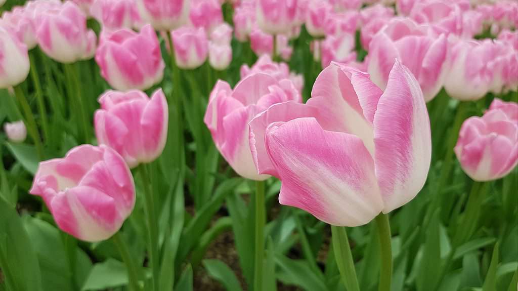 Darwin hybrid tulips can display a variety of colors, including white and pink.