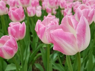 A Tulips That Thrive in Oregon