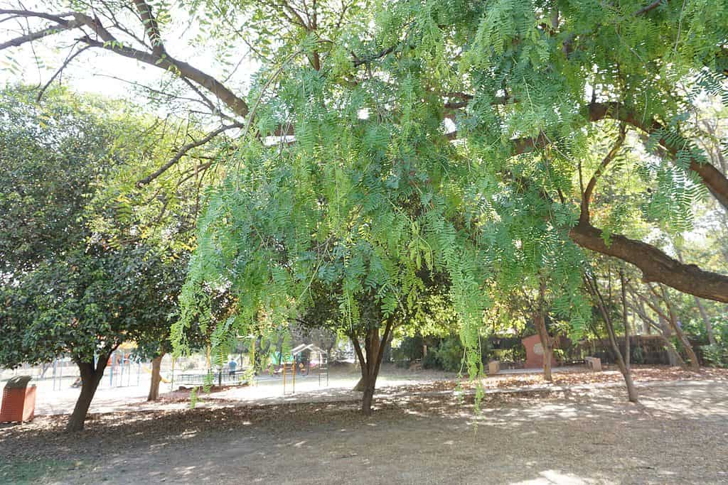 The western honey mesquite features "mesquite green” leaves.