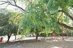 10 Notable Trees Native to Arizona - A-Z Animals