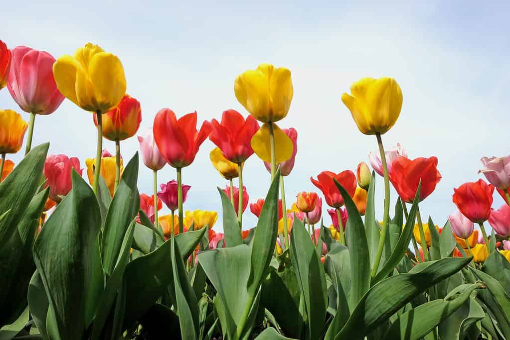 A field of bright red and yellow triumph tulips