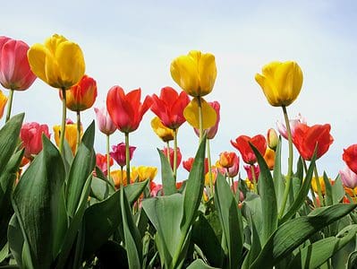 A 3 Tulips That Flourish in Georgia