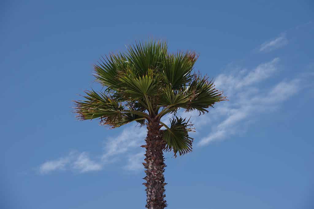 As the California fan palm matures, the leaves that die hang down against the trunk.