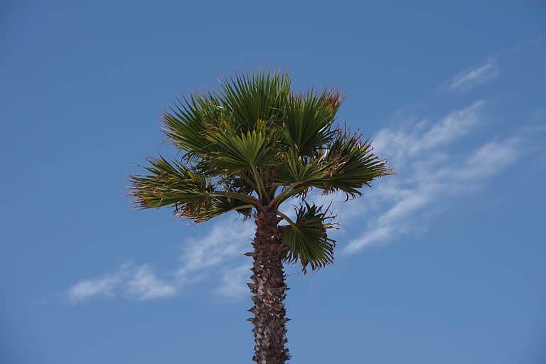 As the California fan palm matures, the leaves that die hang down against the trunk.