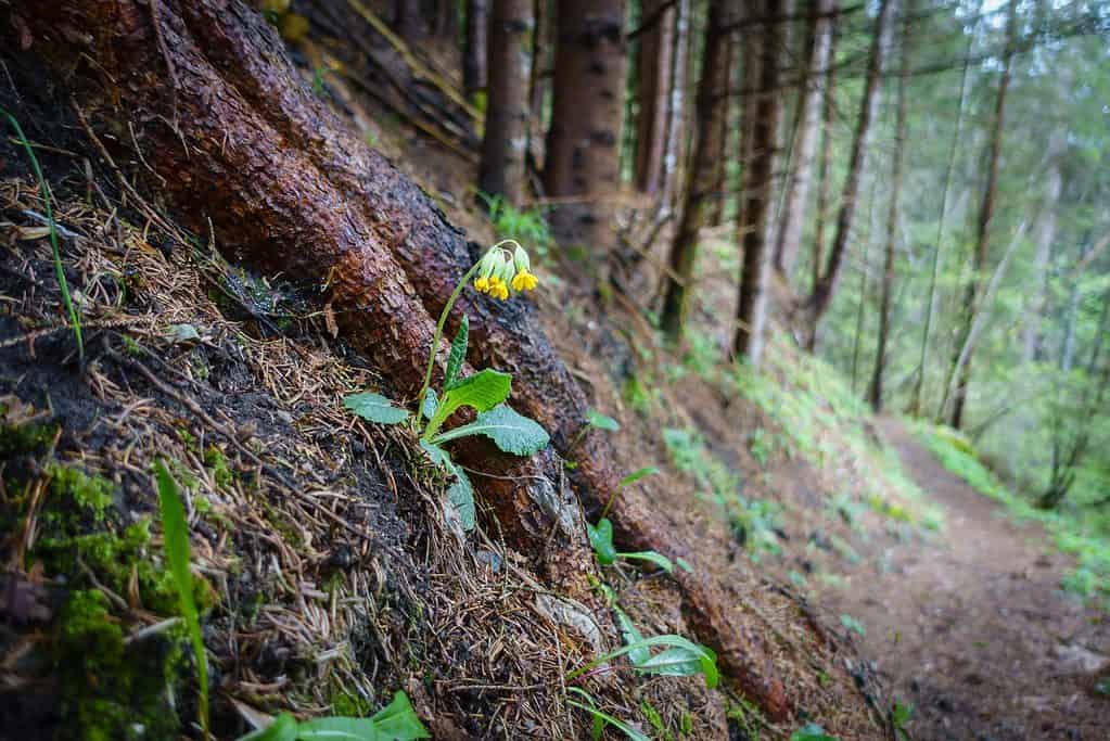 cowslip flower in the forest on the hiking trail