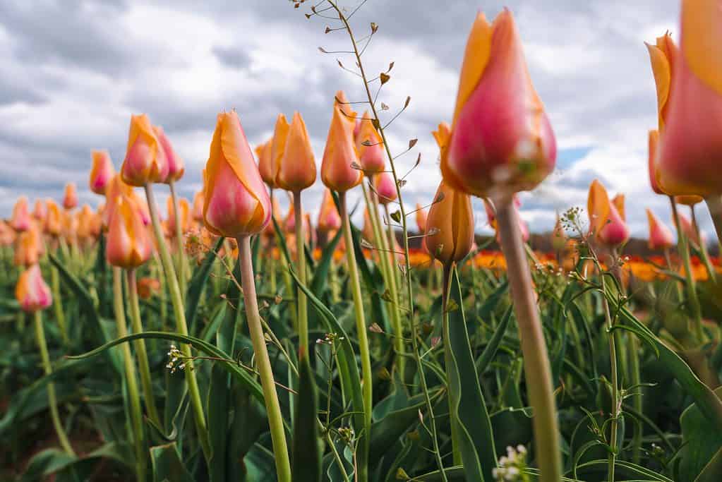 French single late tulips come in a rainbow of colors, including orange and pink.