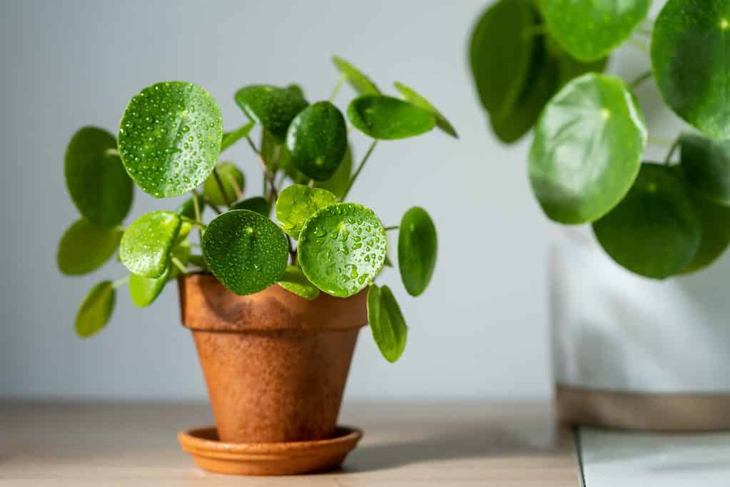 Closeup of Pilea peperomioides houseplant in terracotta pot on white table at home. Sunlight. Chinese money plant with water drops on green leaves.