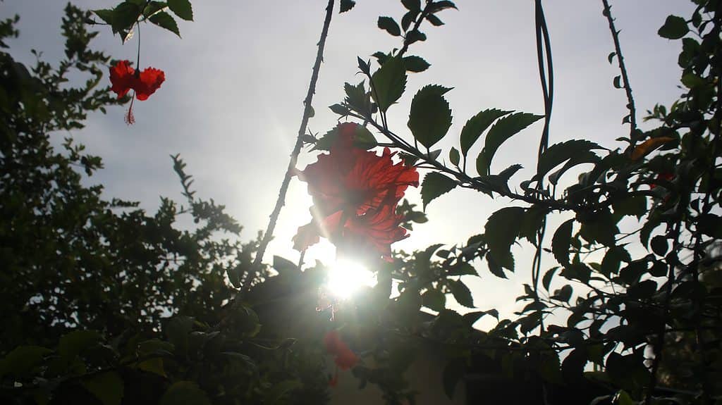 Silhouette of a Rose Mallow Bloom
