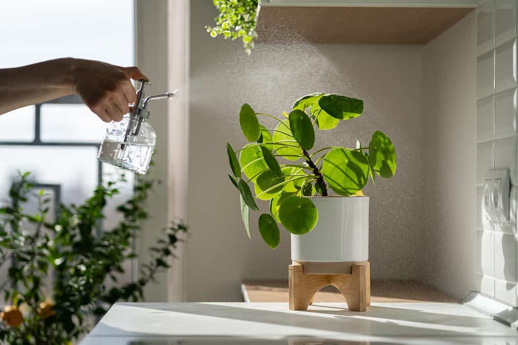 A light-skinned human right hand is visible upper left frame holding a clear plastic spray bottle that is filled with water. The sprayer is emitting a triangle-shaped spray of water mist toward the Chinese money plant that is center to right frame in a withe ceramic pot on an elevated blonde wood plant stand. The plant stand is on a white table. grey wall and  window  in background