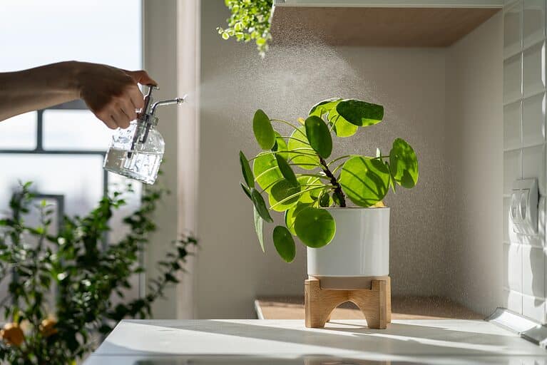 A light-skinned human right hand is visible upper left frame holding a clear plastic spray bottle that is filled with water. The sprayer is emitting a triangle-shaped spray of water mist toward the Chinese money plant that is center to right frame in a withe ceramic pot on an elevated blonde wood plant stand. The plant stand is on a white table. grey wall and window in background