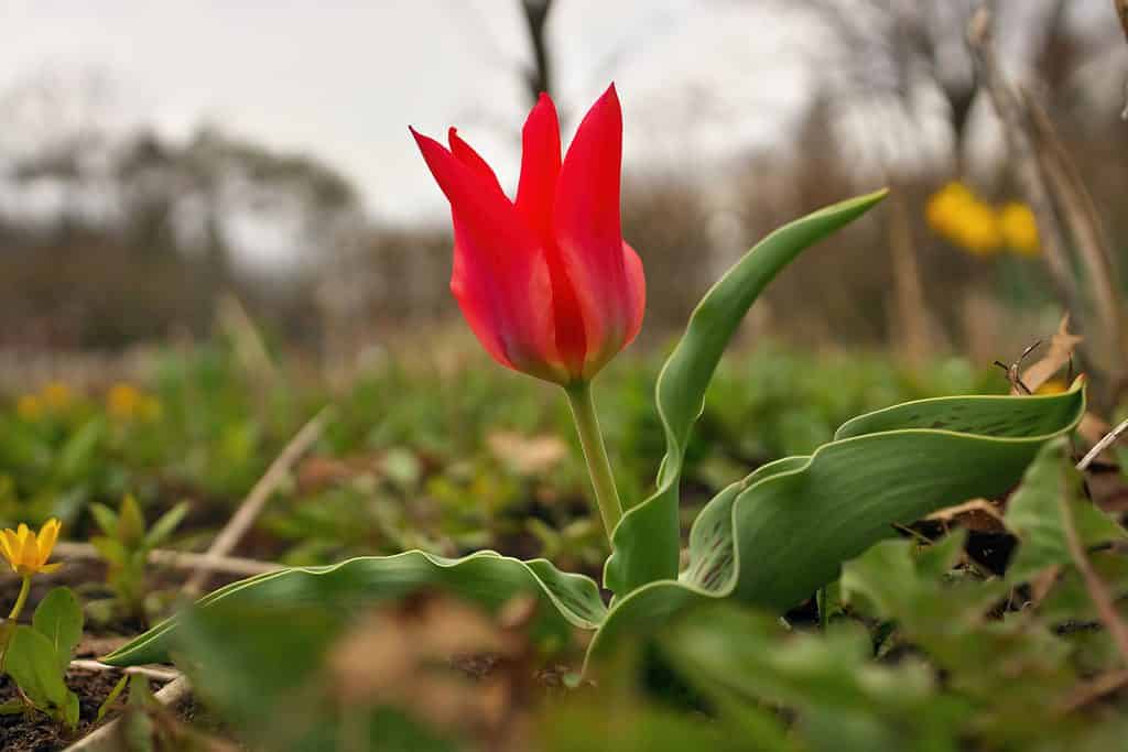 A lone Red Riding Hood Tulip
