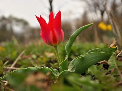 A Discover 6 Amazing Red Spring Flowers