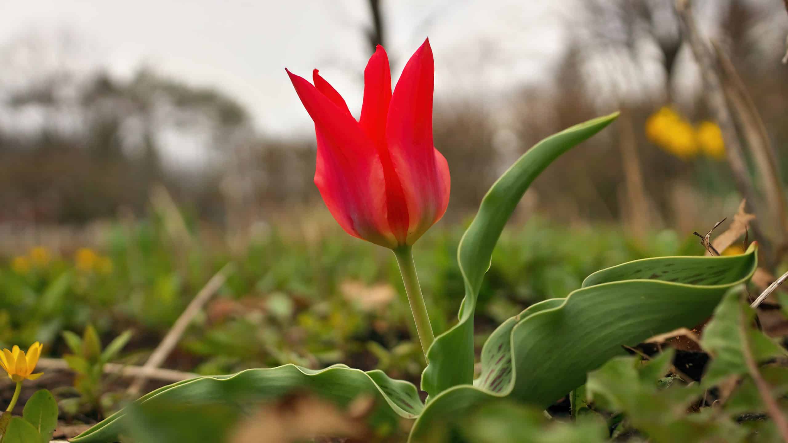 Red tulips, such as this Red Riding Hood tulip, are wonderful spring flowers.