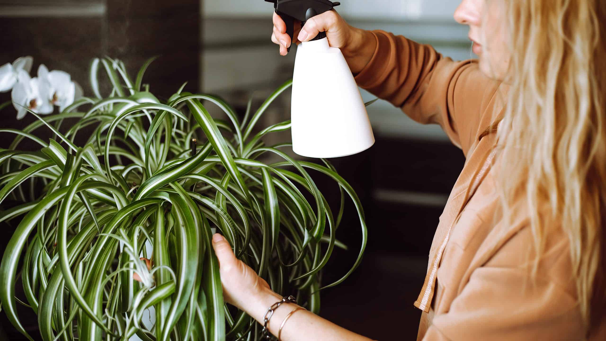 A woman misting a spider plant with a bottle of water