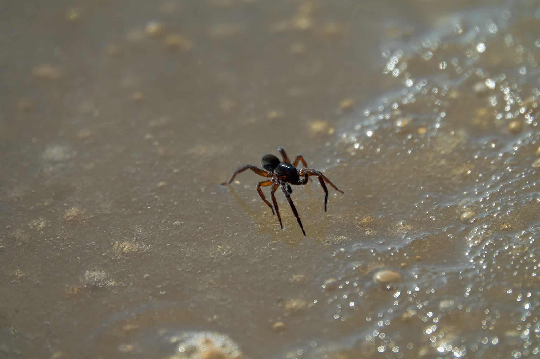 Discover the Only Spider That Lives Underwater and Can Swim AZ Animals