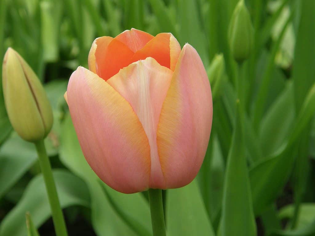 Apricot-pink Single Late Menton tulip in bloom