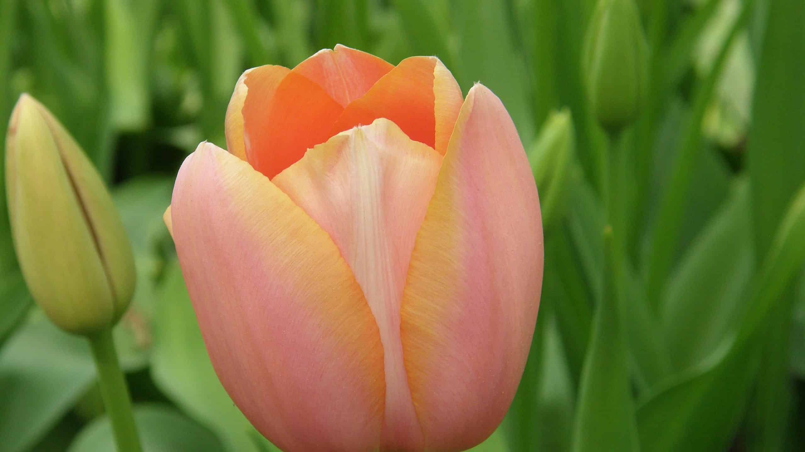 Apricot-pink Single Late Menton tulip in bloom