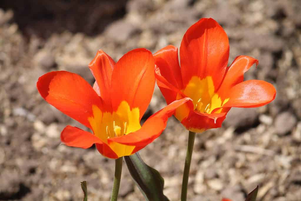 Two bright orange Fosteriana tulips
