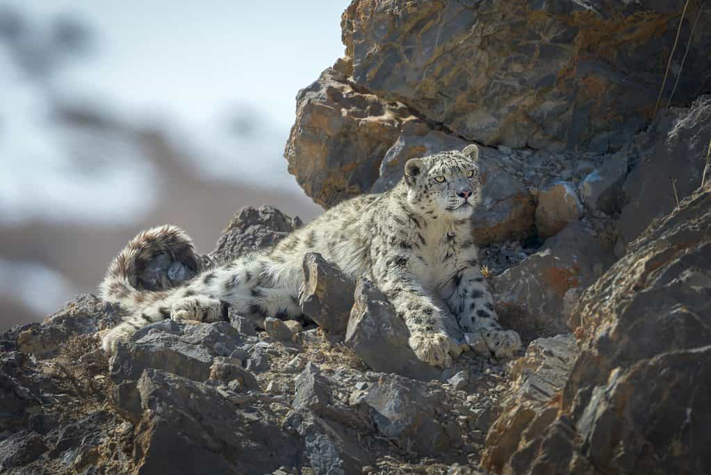 Snow leopard rests against rocks, slightly camouflaged