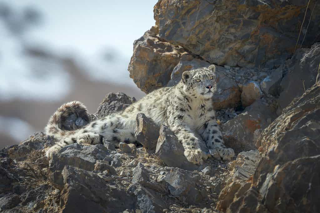 Snow leopard - Wikipedia