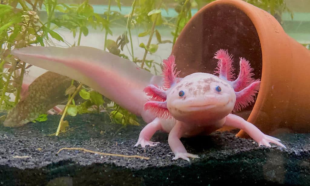 Speckled Leucistic Axolotl 