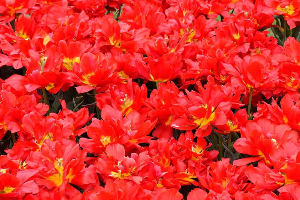 Garden filled with red Abba Tulips