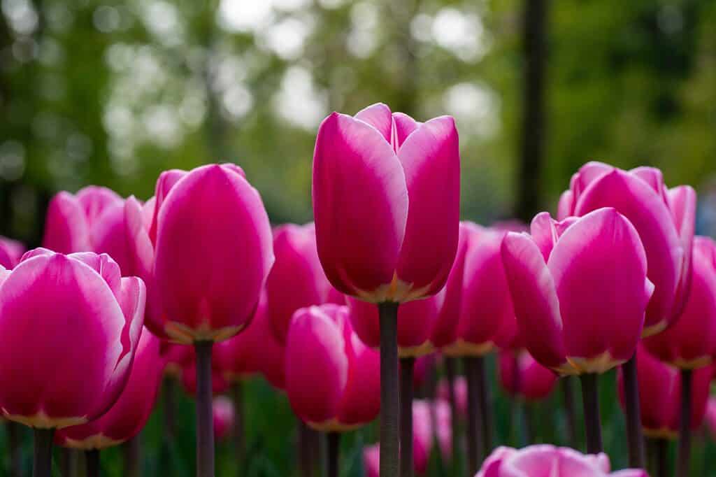 Close-up of dark pink-purple Don Quichotte Tulips