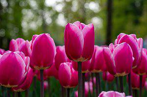 7 Tulips That Bloom in North Dakota Picture
