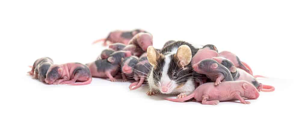 Mama fancy mouse with babies on a white background.