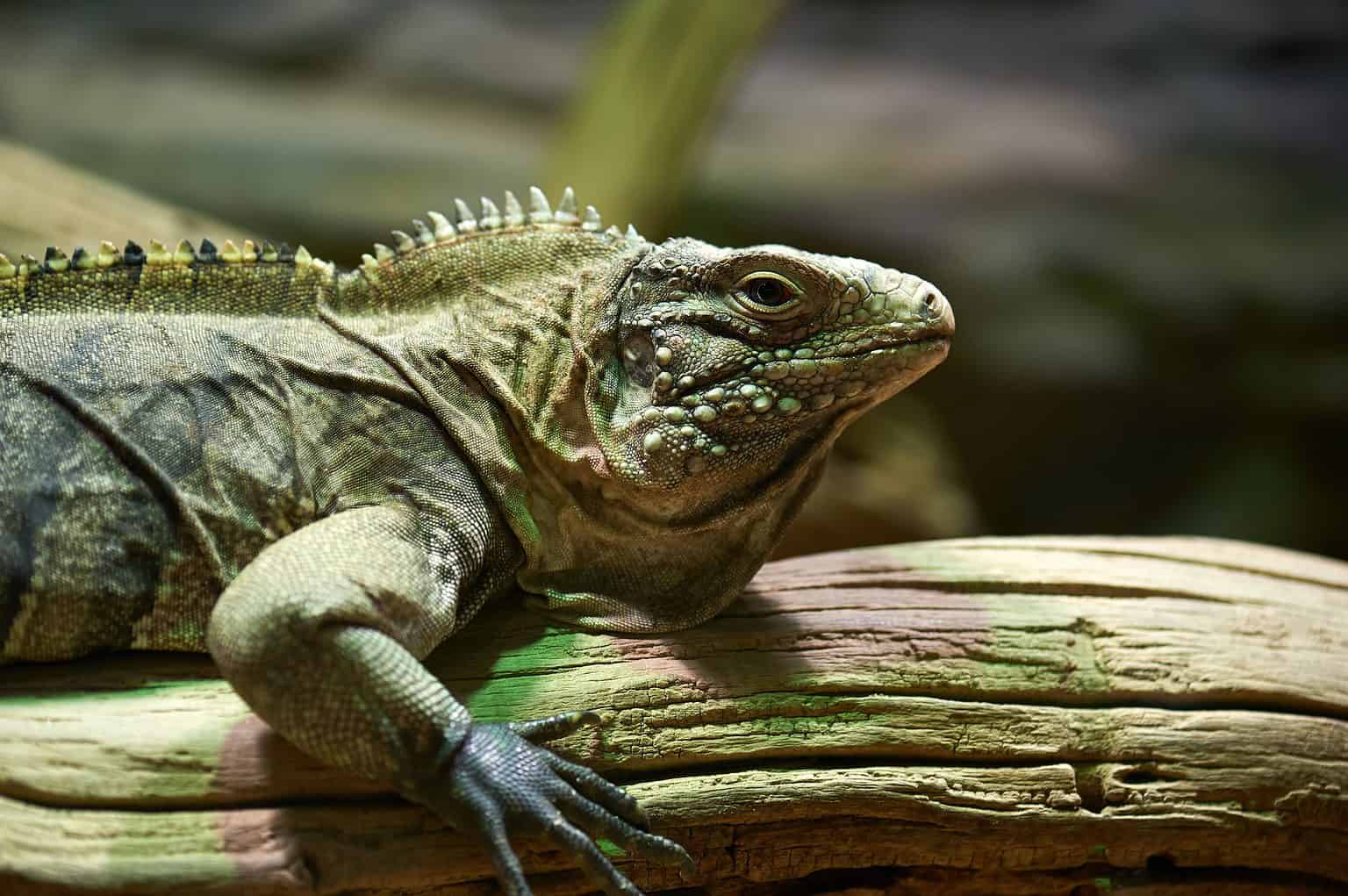 Vicious Mongoose Bites and Tears at an Unbothered Iguana's Head - AZ ...