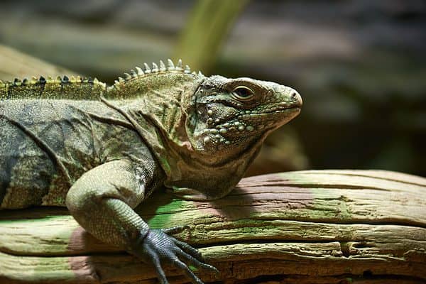 Iguana - A-Z Animals