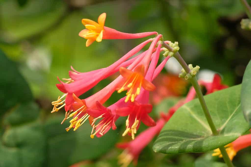 Trumpet Honeysuckle (Lonicera sempervirens) in full bloom
