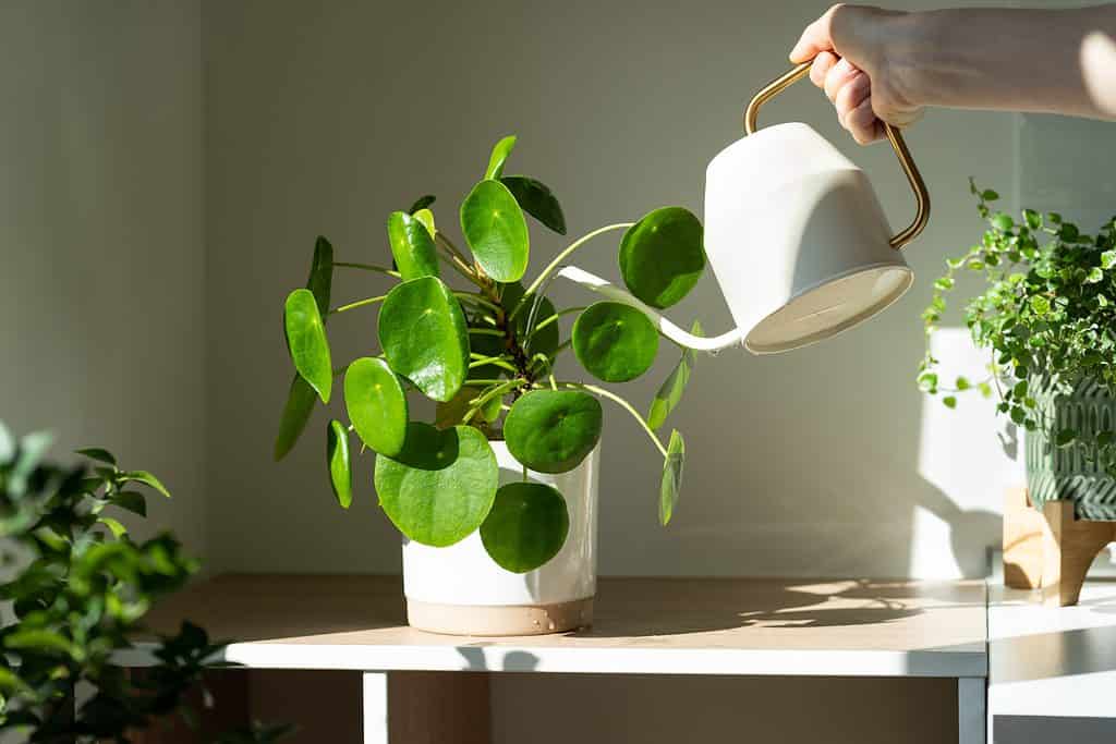 a light-skinned forearm and hand is visible in the upper right frame of the photograph watering a potted Pilea peperomioides houseplant on a wooden table with a natural top, but white edges. The pot that the plant is in is white. The plant is green with round leaves about the size of half dollars. there are a dozen or so leaves in the photo using white metal watering can.