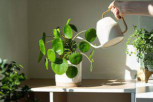 Chinese Money Plant Watering: How Much And When To Water Picture