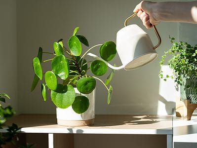 A Chinese Money Plant Watering: How Much And When To Water