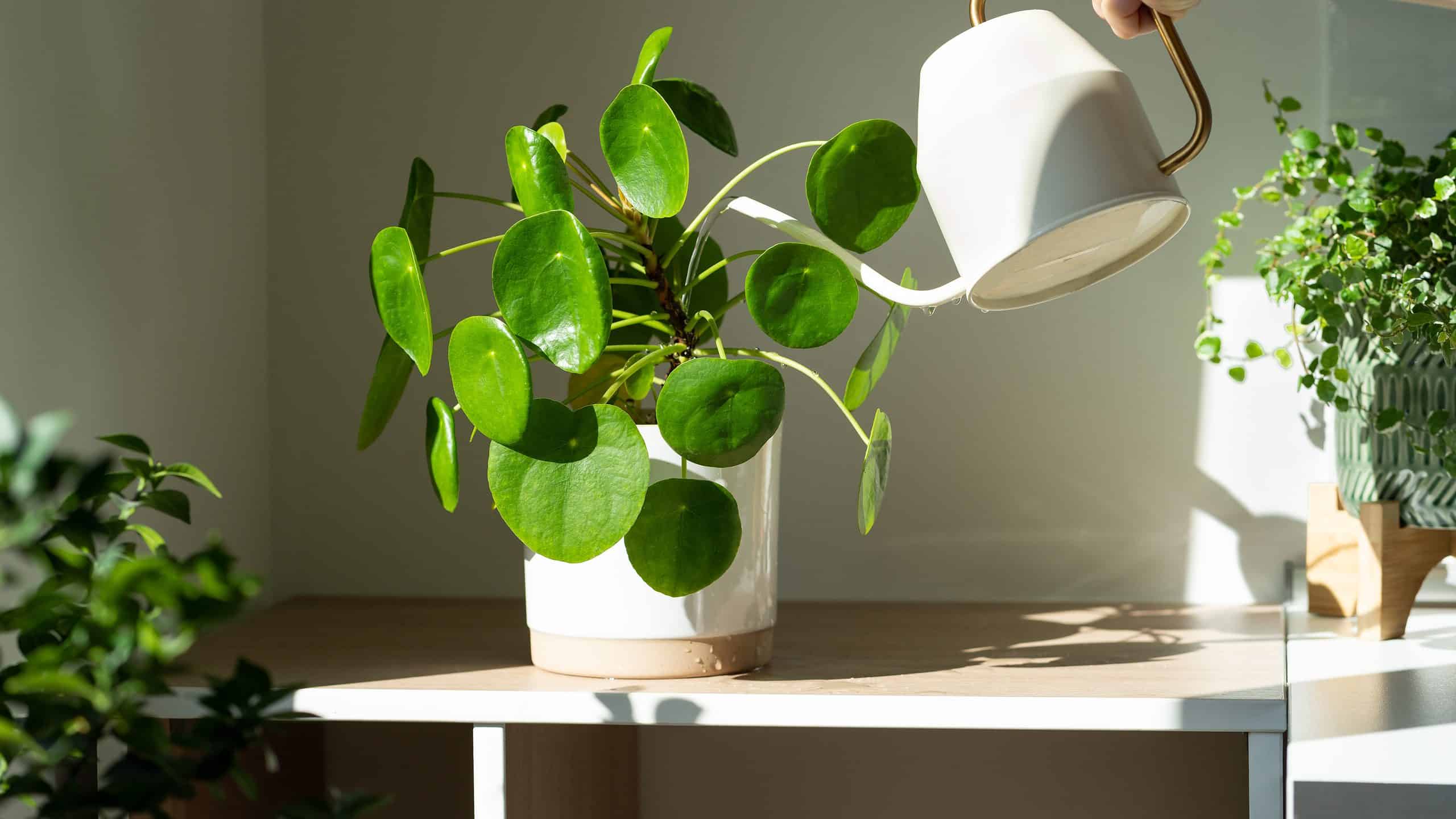 a light-skinned forearm and hand is visible in the upper right frame of the photograph watering a potted Pilea peperomioides houseplant on a wooden table with a natural top, but white edges. The pot that the plant is in is white. The plant is green with round leaves about the size of half dollars. there are a dozen or so leaves in the photo using white metal watering can.
