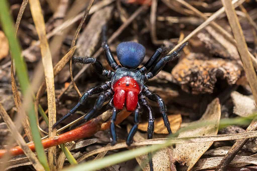 Male red-headed mouse spider (Missulena occatoria)