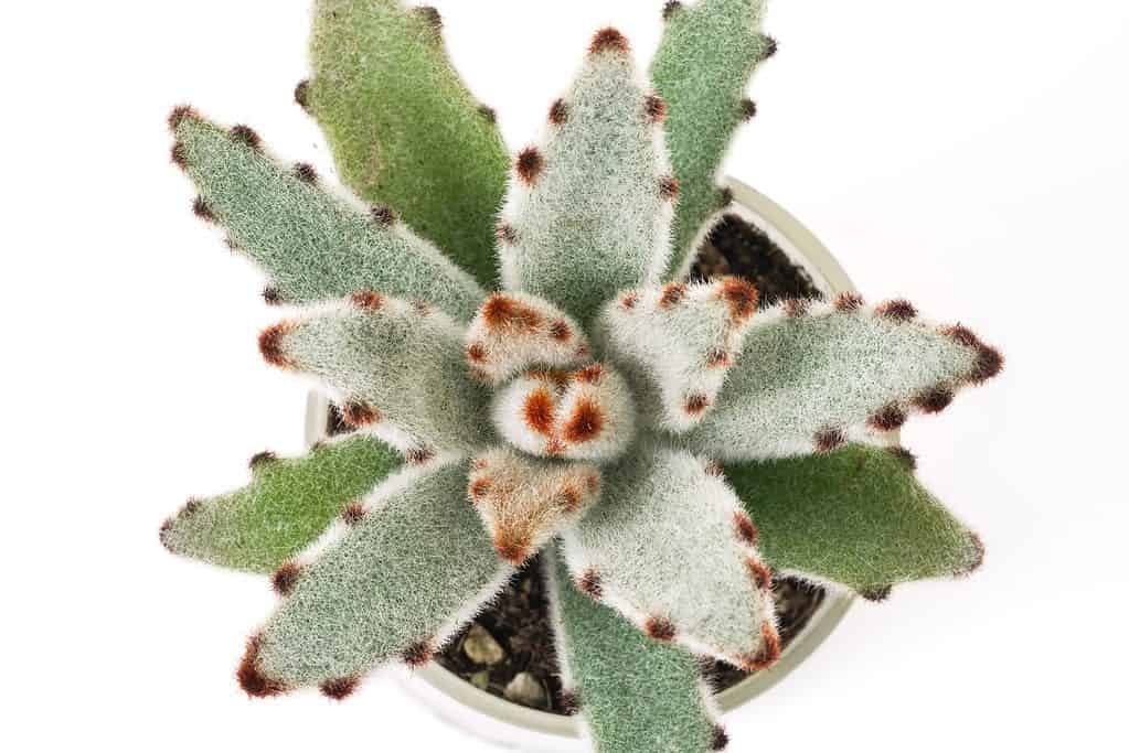 Panda plant in pot on a white background and a closeup of the hair on the leaves. 