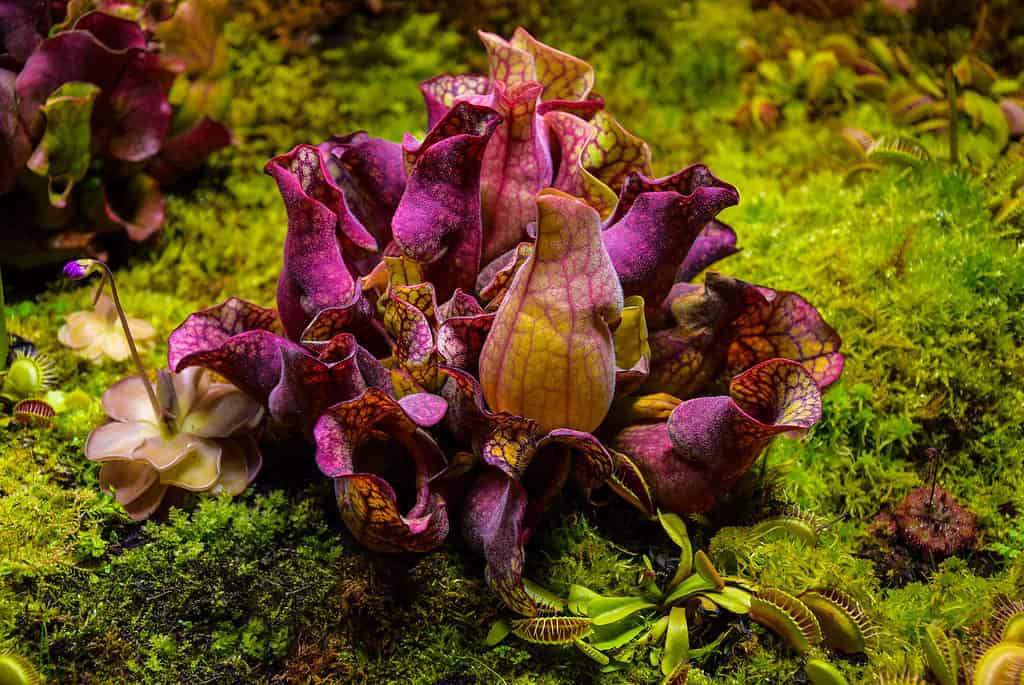 Purple pitcher plant (Sarracenia purpurea)