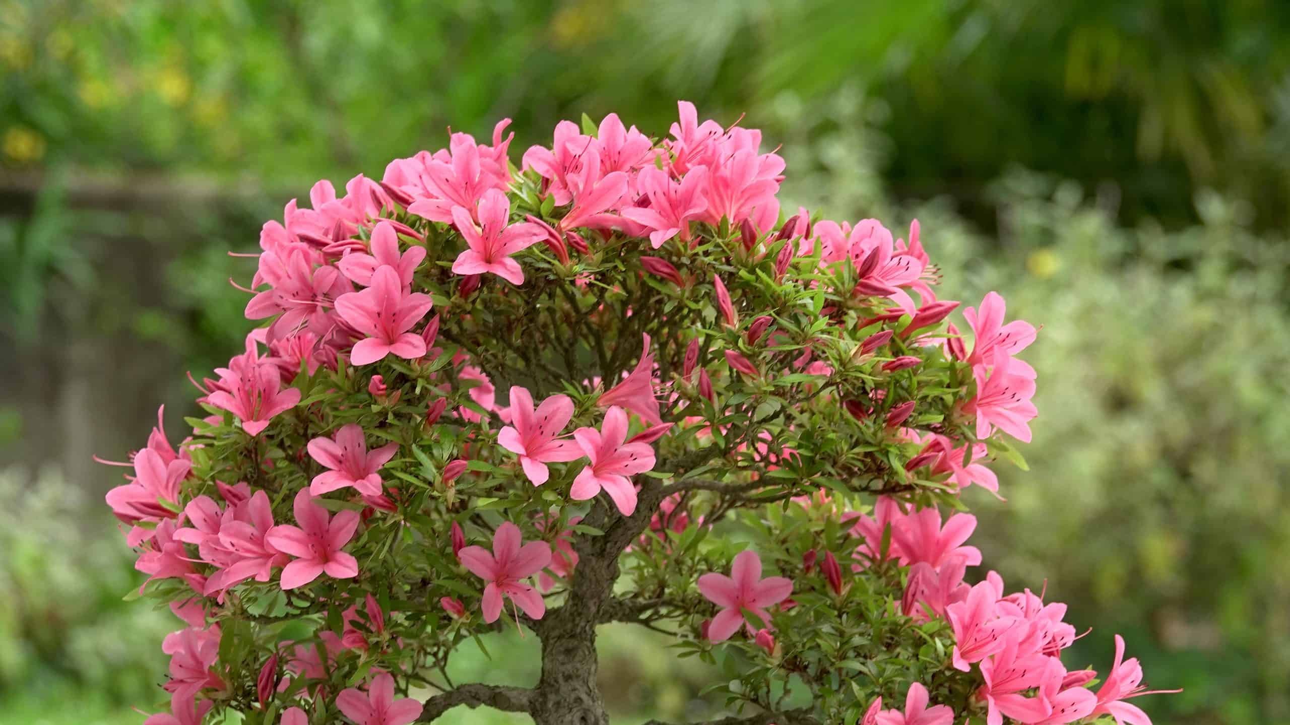 pink azalea bonsai