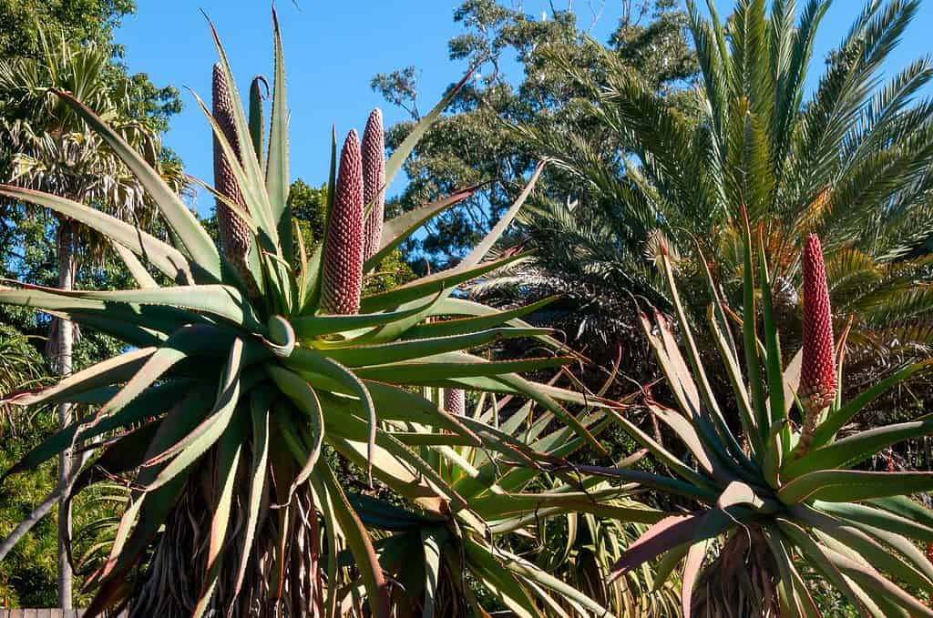 The large aloe speciosa plant with flower cones