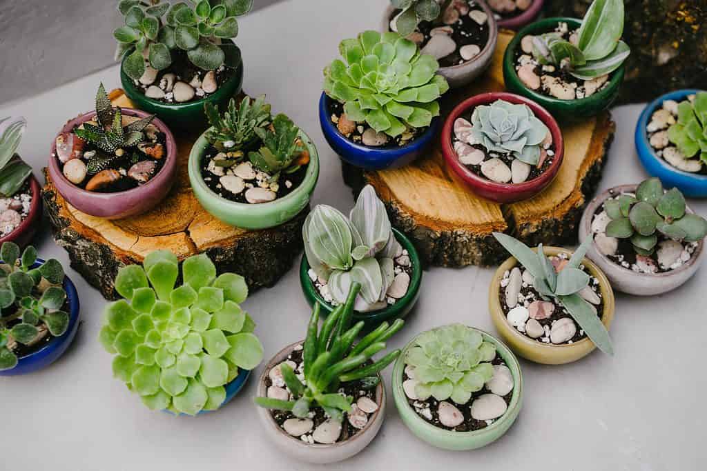 Various cacti and succulents in small ceramic pots.